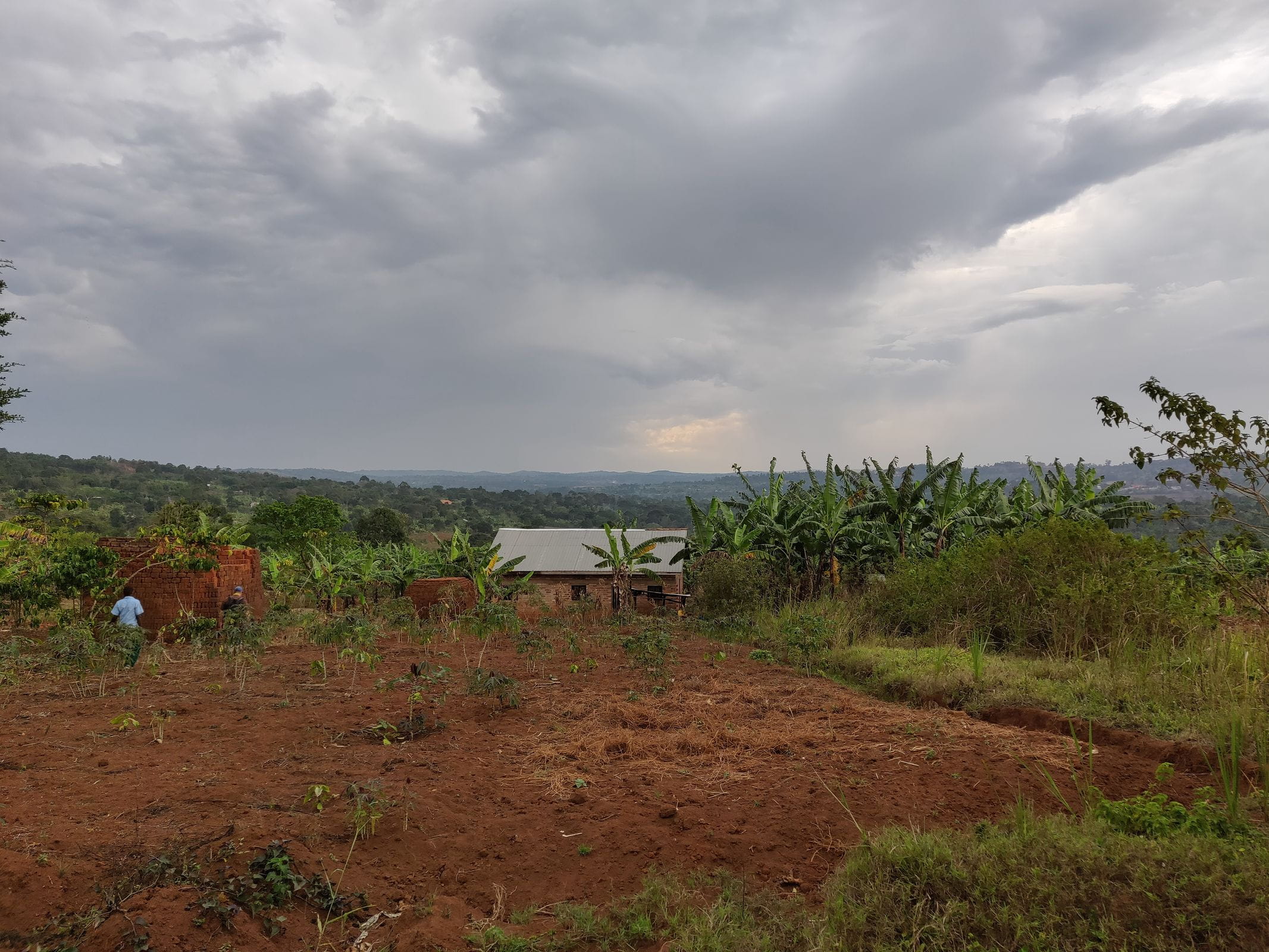 Blick über die Hügel und Felder des Distrikt Masaka in Uganda. (Quelle: Katharina Drzisga)